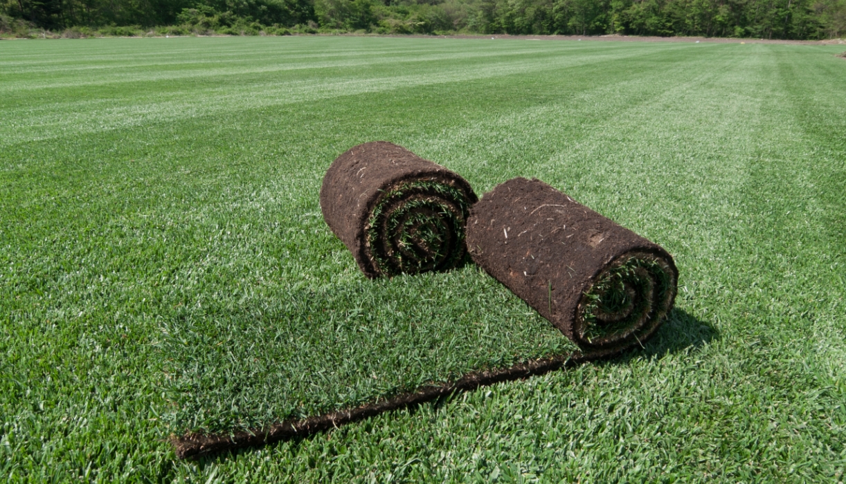 芝生ソッド販売