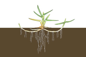 根茎型のイラスト