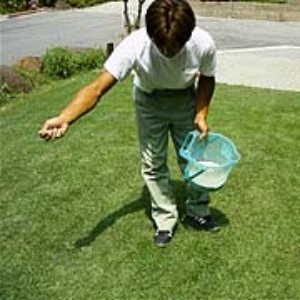 写真９．手で満遍なく散布します