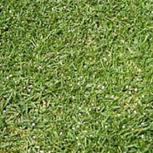 写真10．均一に撒きましょう