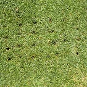 写真21．5cm間隔位が目安です