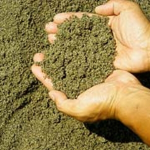 写真22．サラサラした川砂