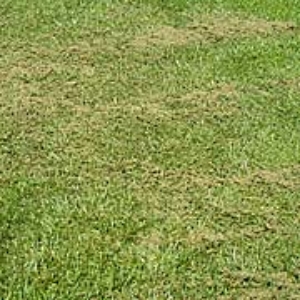 写真19．足踏み式の更新器具