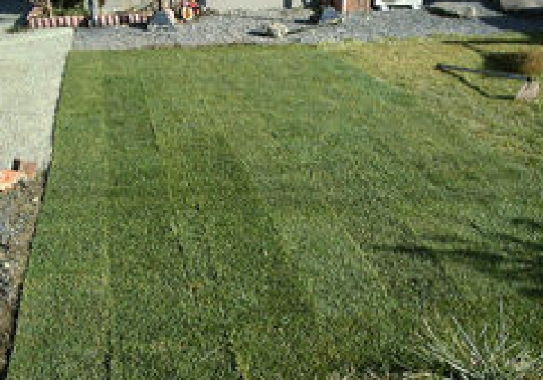 ソッドを張り終えました