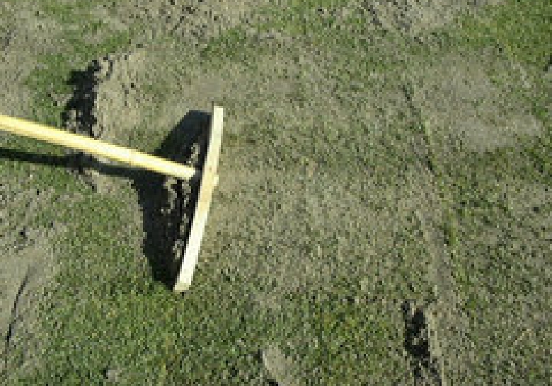 茎葉が隠れない程度にして下さい