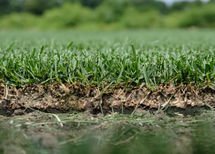 芝草の種類と特性