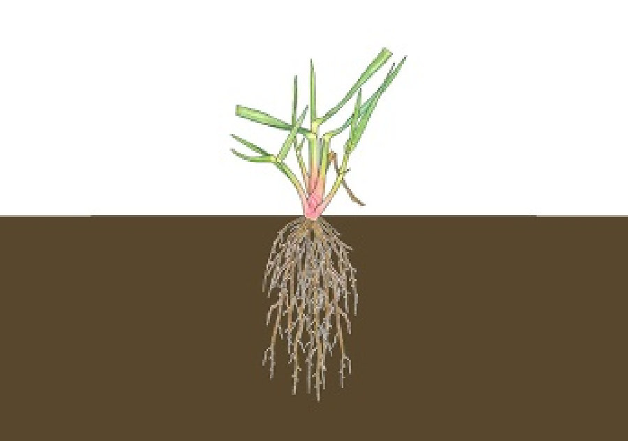 叢生型(株立ち)